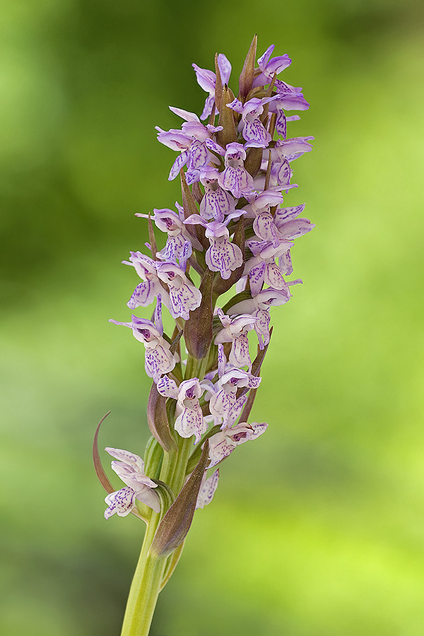 dactylorhiza incarnata?